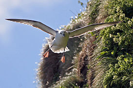 17.7.06 Eissturmvogel