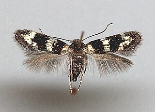 <i>Elachista gleichenella</i> Species of moth