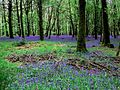 Forêt des Andaines