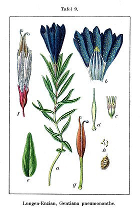 Gentiana pneumonanthe