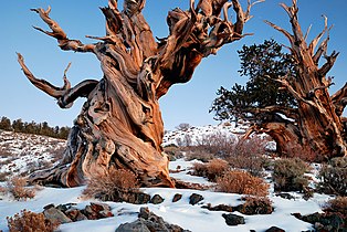 White Mountains, California