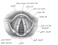 النسخة المعربة ومُضاف عليها من 1204