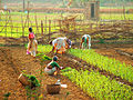 Women working in a plantation north of Chapora river, Goa.