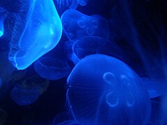 Jellyfish Boston Aquarium Boston Massachusetts.jpeg