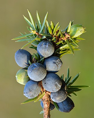 <span class="mw-page-title-main">Juniper berry</span> Spice, herbal drug