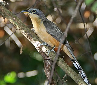 <span class="mw-page-title-main">Mangrove cuckoo</span> Species of bird