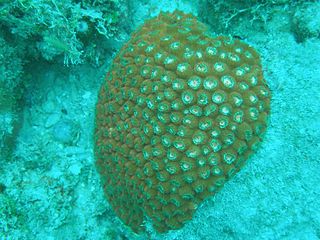 <i>Montastraea</i> Genus of corals