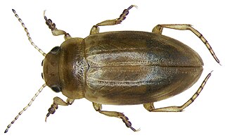 <i>Nebrioporus</i> Genus of beetles