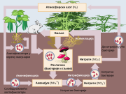 Diagram of the nitrogen cycle