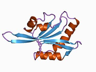 <span class="mw-page-title-main">ADF/Cofilin family</span>