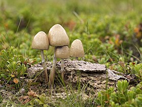 shiny mottlegill (Panaeolus semiovatus)