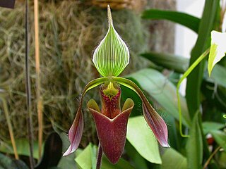 <i>Paphiopedilum dayanum</i> Species of orchid