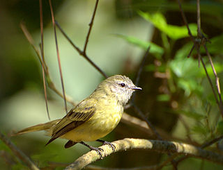 <i>Phyllomyias</i> Genus of birds