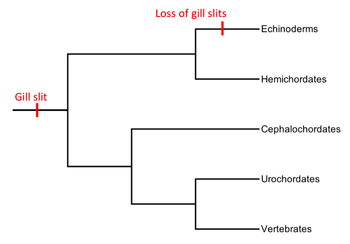 phylogeny