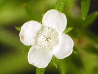 <span class="mw-page-title-main">Tetrachondraceae</span> Family of flowering plants