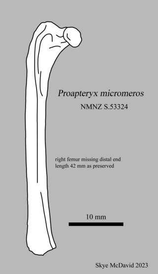 <i>Proapteryx</i> Extinct genus of birds