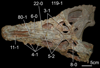 <i>Proterochampsa</i> Extinct genus of reptiles