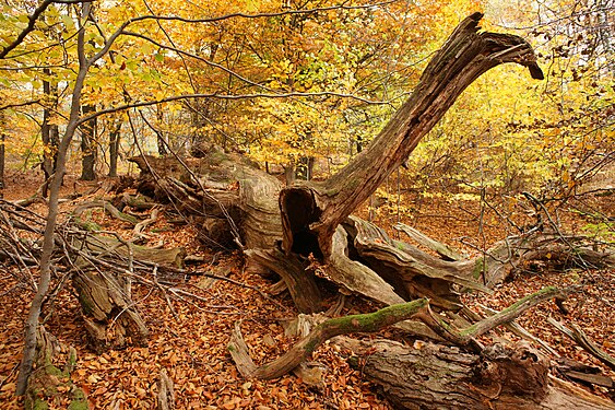 LANDSCAPE: The Sababurg primeval forest is not a real primeval forest in the true sense of the word, but rather emerged from a hut forest that was not or only to a small extent managed by forestry after the end of its use and has therefore been undergoing the aging and renewal processes typical of forests for some time. The peculiarity of its tree population lies in the fact that each old tree individual is worthy of protection as a natural monument in its own right. Photograph: Xjvolker