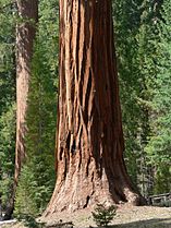 Giant Sequoia, Mariposa Grove