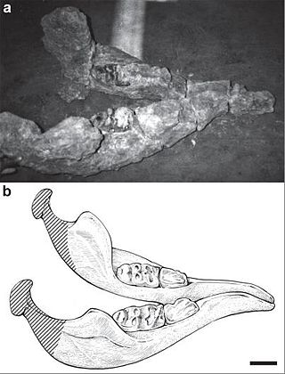 <i>Sinomammut</i> Extinct genus of mammals