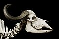 African buffalo skull