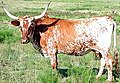 Texas longhorn cattle