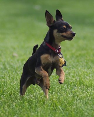 <span class="mw-page-title-main">Toy Manchester Terrier</span> Dog breed