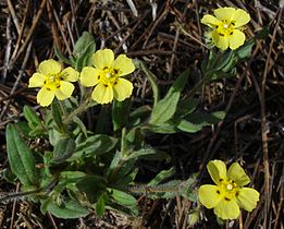 Hélianthème taché (Tuberaria guttata)