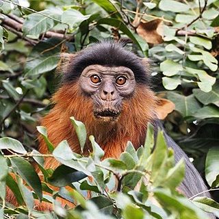 <span class="mw-page-title-main">Temminck's red colobus</span> Subspecies of Old World monkey