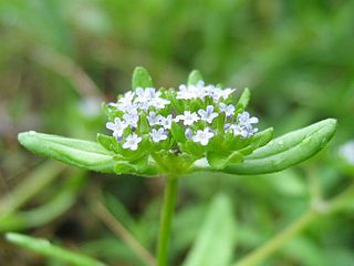 <i>Valerianella</i> Genus of flowering plants in the honeysuckle family Caprifoliaceae