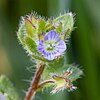 Veronica hederifolia Nashville.jpg