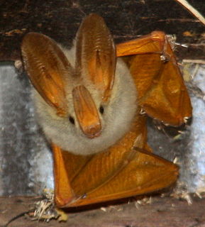 <span class="mw-page-title-main">Yellow-winged bat</span> Species of bat