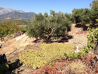 <span class="mw-page-title-main">Straw wine</span> Wine made from dried grapes