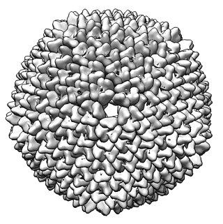 <span class="mw-page-title-main">Tectivirus</span> Family of viruses