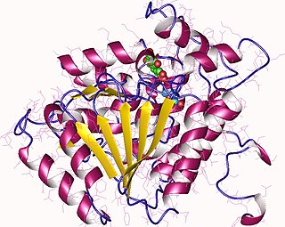 <span class="mw-page-title-main">3-hydroxyisobutyryl-CoA hydrolase</span> Class of enzymes