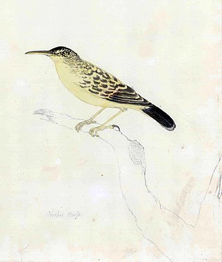 <span class="mw-page-title-main">Garrett's reed warbler</span> Species of bird