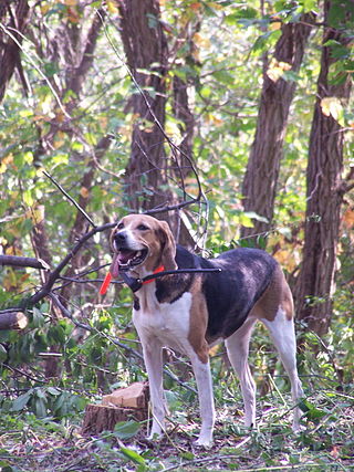 <span class="mw-page-title-main">Foxhound</span> Type of hunting dog breed