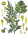 Artemisia absinthium plate in: Koehlers Medizinal-Pflanzen in naturgetreuen Abbildungen.... Gera (1883-1914)