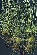 Banksia subulata