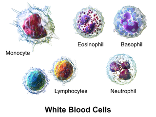 <span class="mw-page-title-main">White blood cell</span> Type of cells of the immunological system