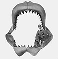 Mandibola di Megalodonte (squalo del Miocene, si osservi le dimensioni comparate alla figura dell'uomo seduto entro di esse)