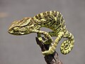 Image 12 Indian chameleon Photograph: M. Arunprasad The Indian chameleon (Chamaeleo zeylanicus) is a species of chameleon found in Sri Lanka, India, and other parts of South Asia. Like other chameleons, this species has a long tongue, feet that are shaped into bifid claspers, a prehensile tail, independent eye movement, and the ability to change skin colour. They move slowly with a bobbing or swaying movement and are usually arboreal. They are usually in shades of green or brown or with bands, but can change colour rapidly. More selected pictures