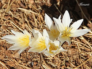 <i>Colchicum kotschyi</i> species of plant in the family Colchicaceae