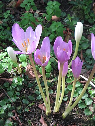 <i>Colchicum</i> Genus of flowering plants