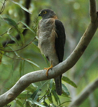 <i>Accipiter</i> Genus of birds