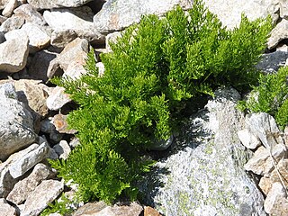 <i>Cryptogramma crispa</i> Species of fern