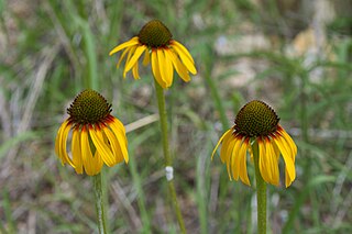 <i>Echinacea paradoxa</i> Species of flowering plant