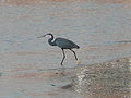 Küstenreiher Western Reef Heron