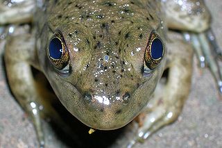 <span class="mw-page-title-main">Parietal eye</span> Part of the epithalamus