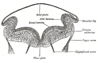 <span class="mw-page-title-main">Solitary nucleus</span> Sensory nuclei in medulla oblongata